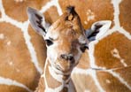 Zoo Babies Across America