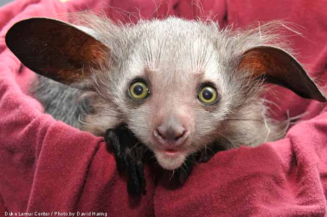 radiant_assets_36206_640-DukeLemurCenter.jpg